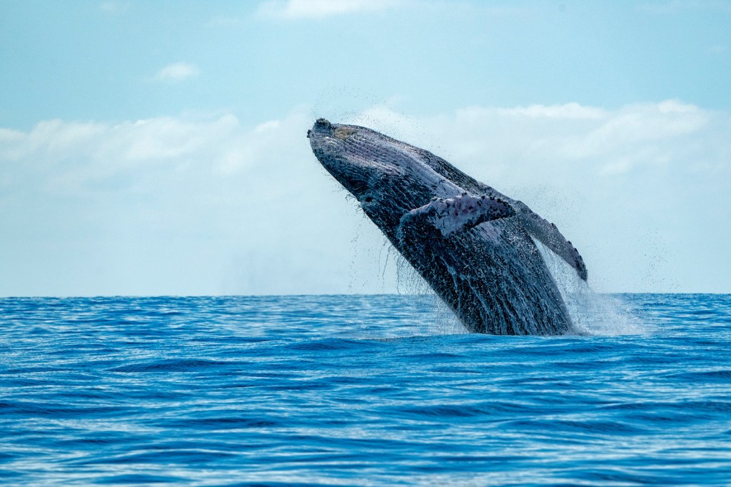 Discover the Majestic Beauty of Whales: Whale Watching in Victor Harbor